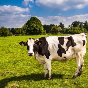 cow, landscape, grass